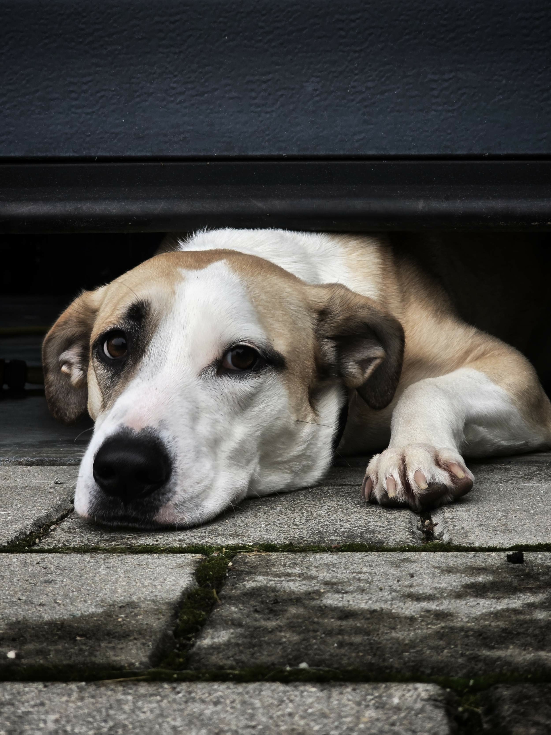 Jasna, Studiohund bei Rabbit and Wolf Brand Studio