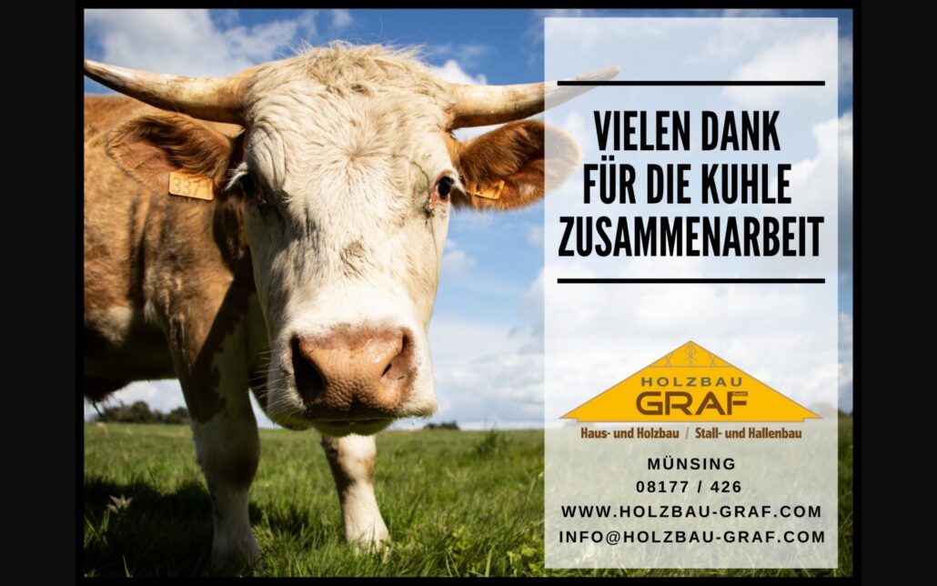 Humorvoll gestaltete Dankesanzeige für Holzbau Graf mit einer Kuh auf einer Wiese und der Headline „Vielen Dank für die kuhle Zusammenarbeit“.